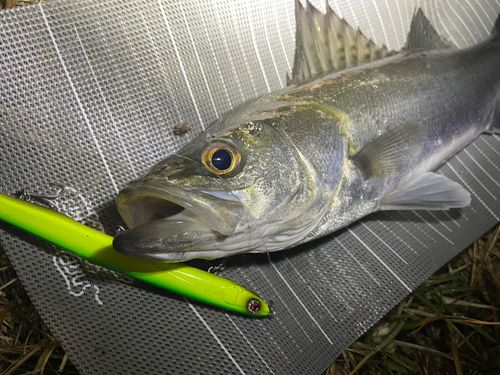 シーバスの釣果