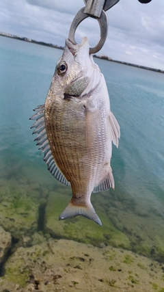 ミナミクロダイの釣果