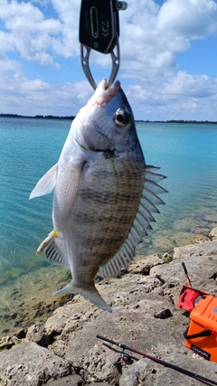 ミナミクロダイの釣果