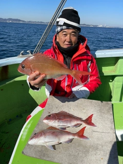 マダイの釣果