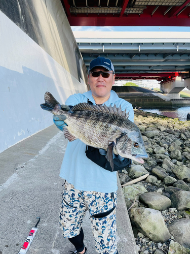 クロダイの釣果