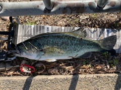 ブラックバスの釣果