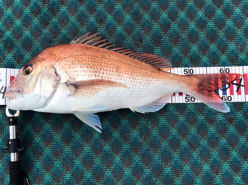 マダイの釣果