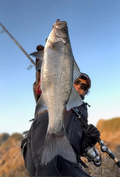 フッコ（ヒラスズキ）の釣果