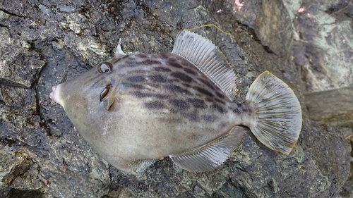 カワハギの釣果