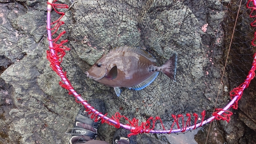 サンノジの釣果