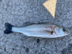 ハネ（マルスズキ）の釣果