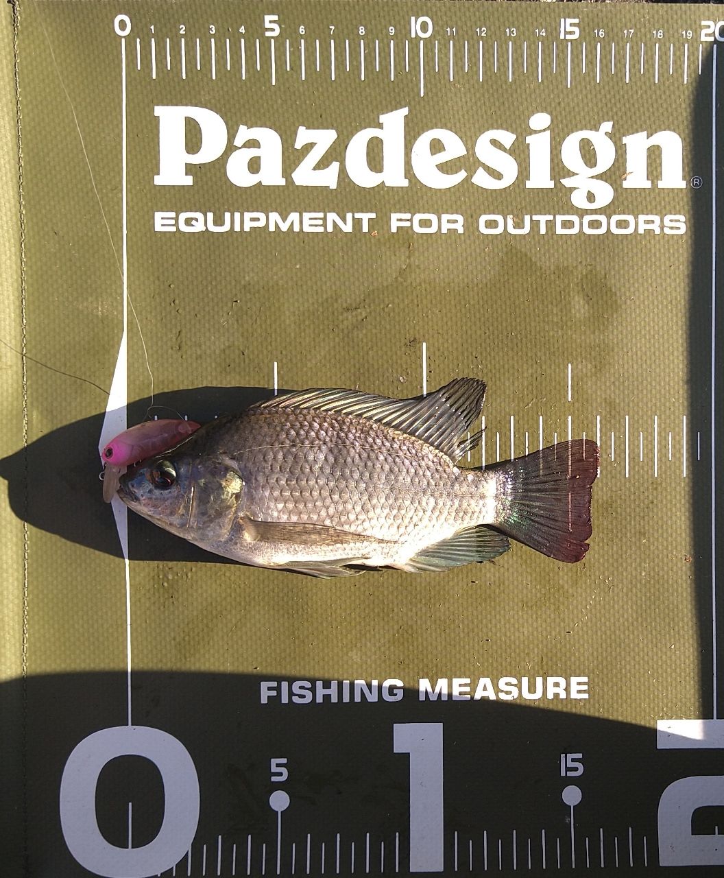 ナイルティラピア