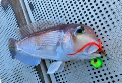 アマダイの釣果