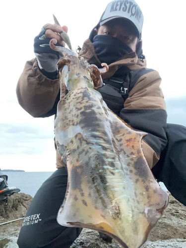 アオリイカの釣果