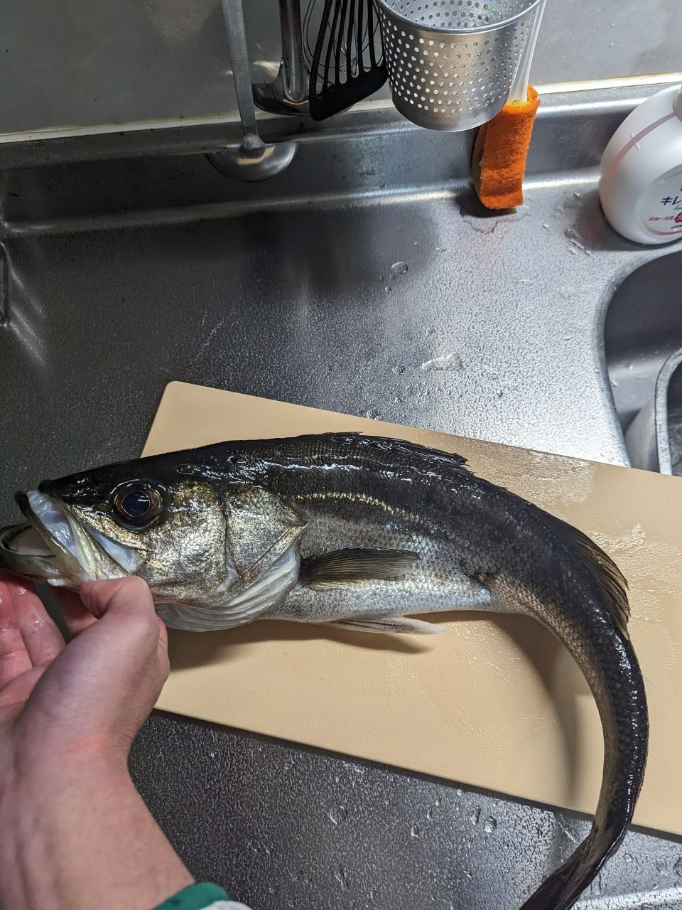 元気43さんの釣果 1枚目の画像