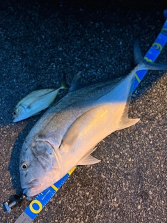 ロウニンアジの釣果