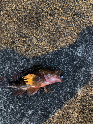 カサゴの釣果