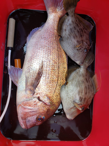 タイの釣果