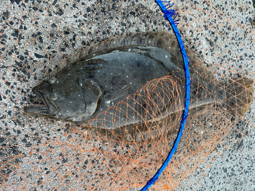 ヒラメの釣果