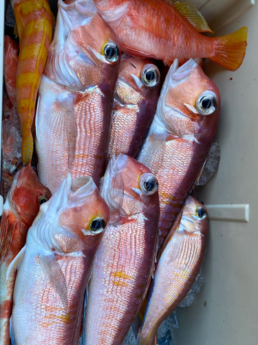 アマダイの釣果