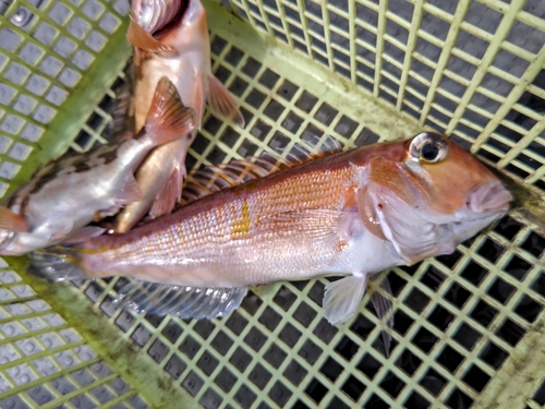 アオハタの釣果