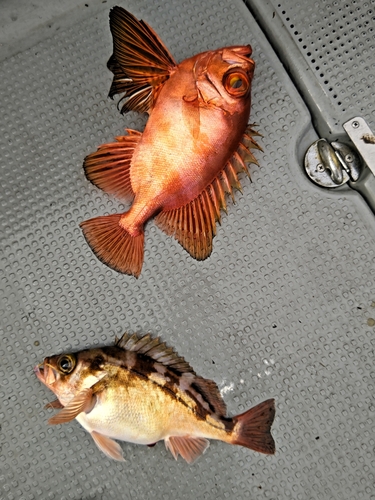 チカメキントキの釣果