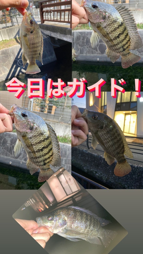 ナイルティラピアの釣果