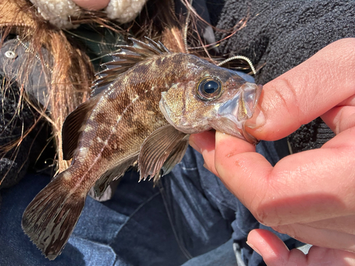 メバルの釣果