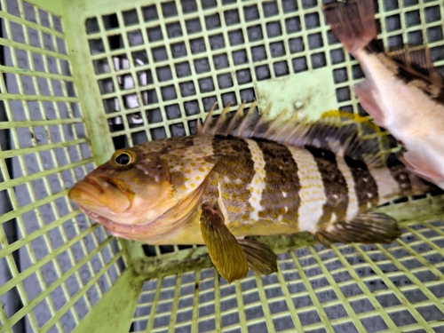 アオハタの釣果