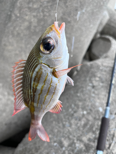 ノコギリダイの釣果