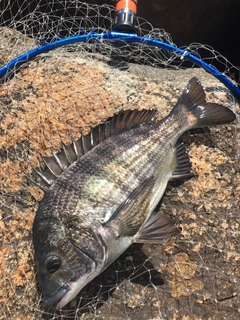 チヌの釣果