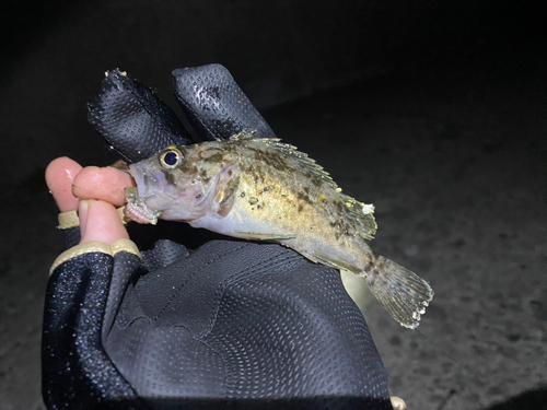 クロソイの釣果