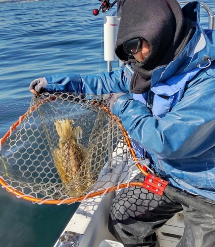 モンゴウイカの釣果