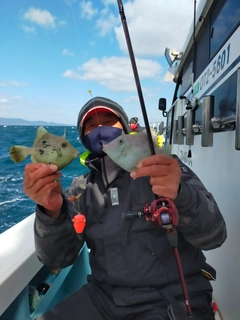 カワハギの釣果