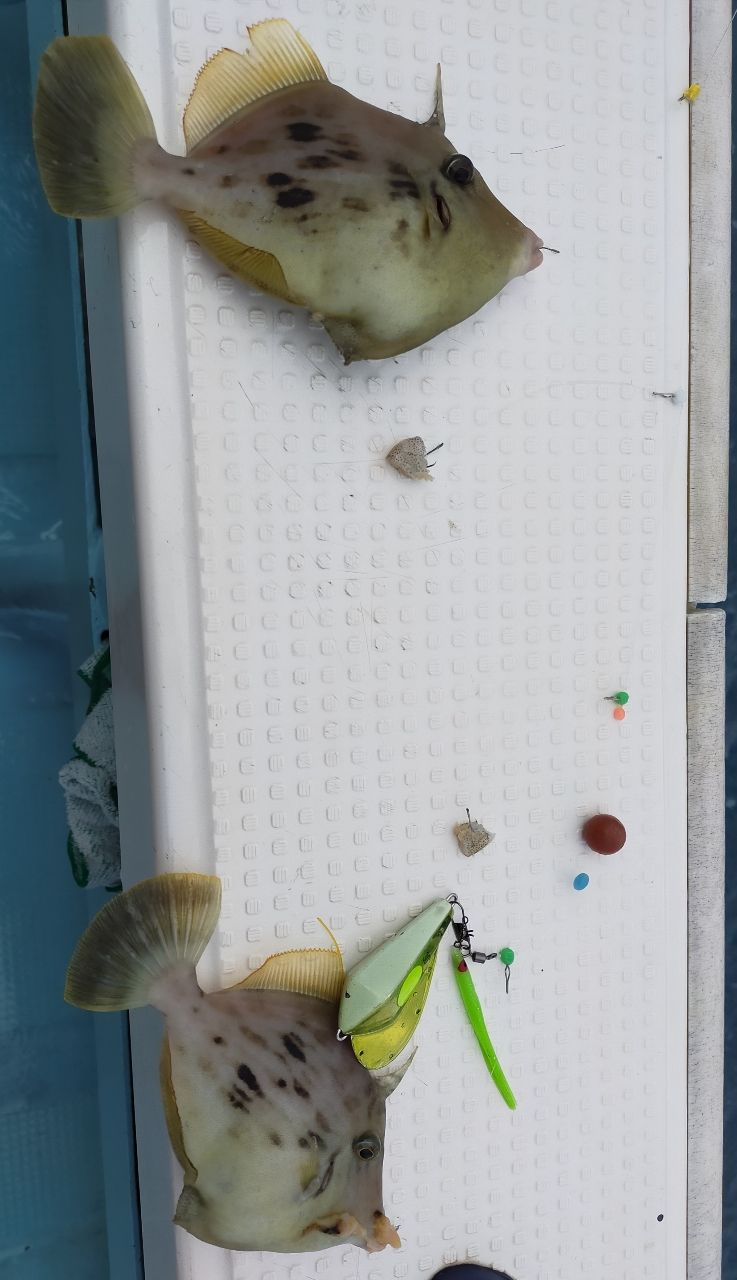 KYARON3さんの釣果 2枚目の画像