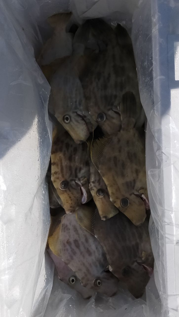 KYARON3さんの釣果 3枚目の画像