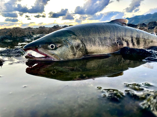 シロザケの釣果