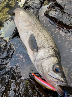 ヒラスズキの釣果