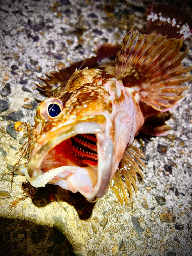 カサゴの釣果