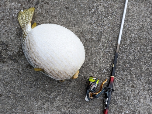 サザナミフグの釣果