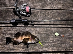 クロメバルの釣果