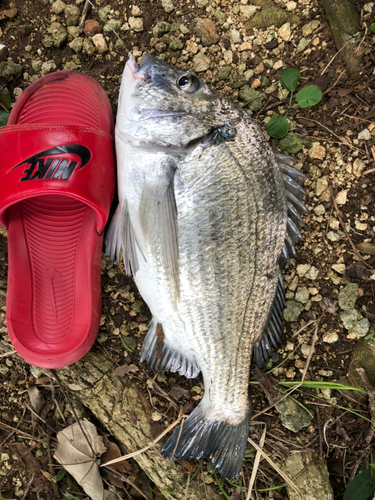 チヌの釣果