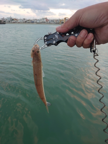 アカエソの釣果