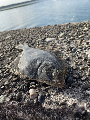 カレイの釣果