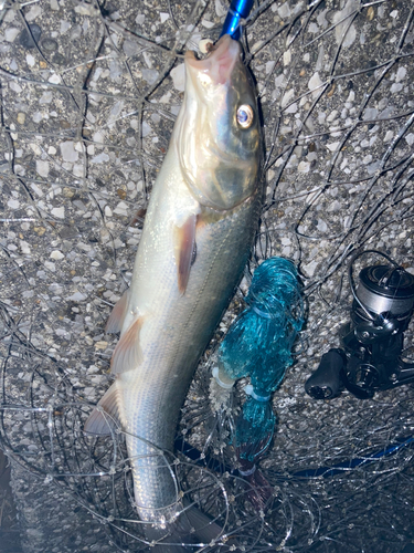 マルタウグイの釣果