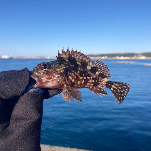 カサゴの釣果