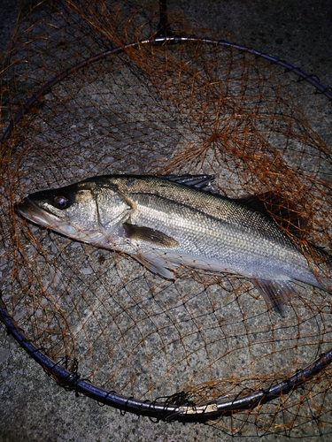 ヒラスズキの釣果