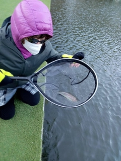 ニジマスの釣果