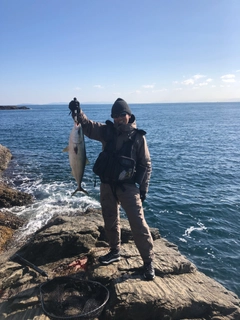 メジロの釣果