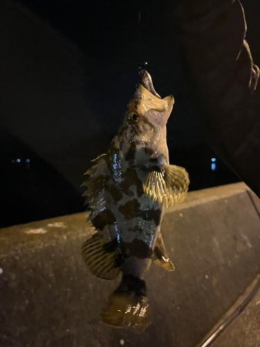 タケノコメバルの釣果