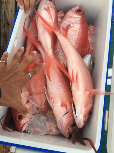 ハマダイの釣果