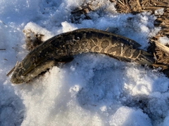 ライギョの釣果