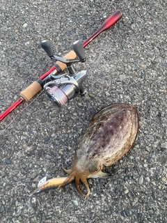 コウイカの釣果