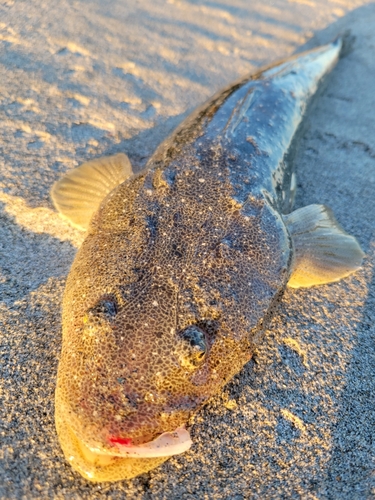 マゴチの釣果